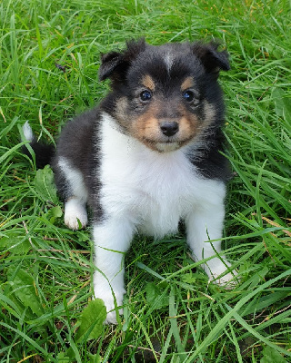 du Domaine des Sentinelles - Shetland Sheepdog - Portée née le 23/08/2022