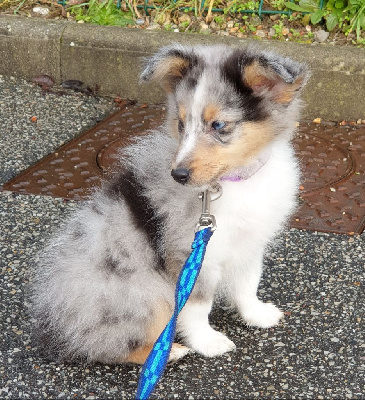 du Domaine des Sentinelles - Shetland Sheepdog - Portée née le 21/11/2023