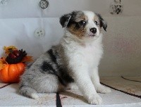 du Domaine des Sentinelles - Shetland Sheepdog - Portée née le 13/10/2020