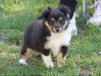 du Domaine des Sentinelles - Shetland Sheepdog - Portée née le 13/02/2021