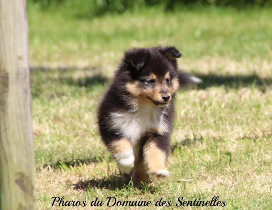 Pharos du Domaine des Sentinelles