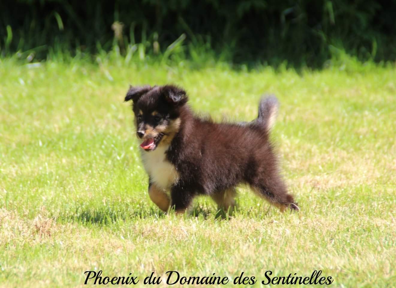 Phoenix du Domaine des Sentinelles