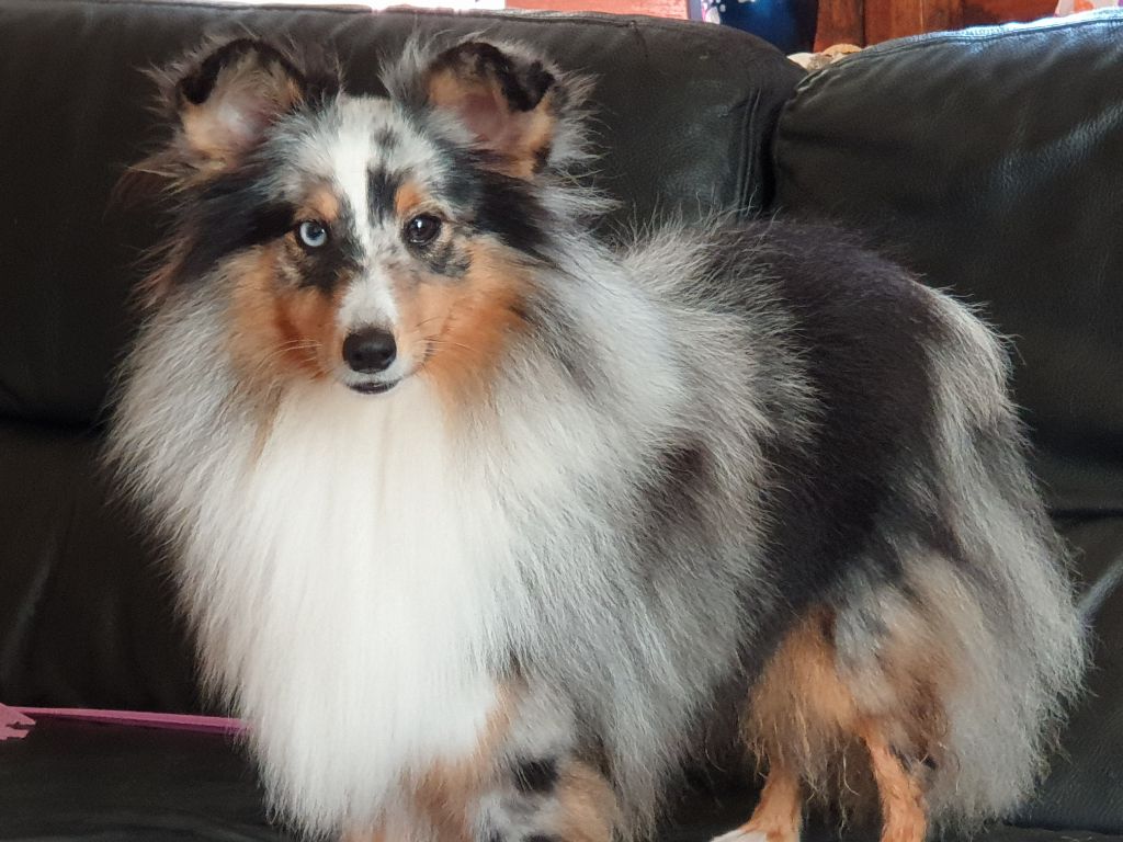 Railey blue du Domaine des Sentinelles