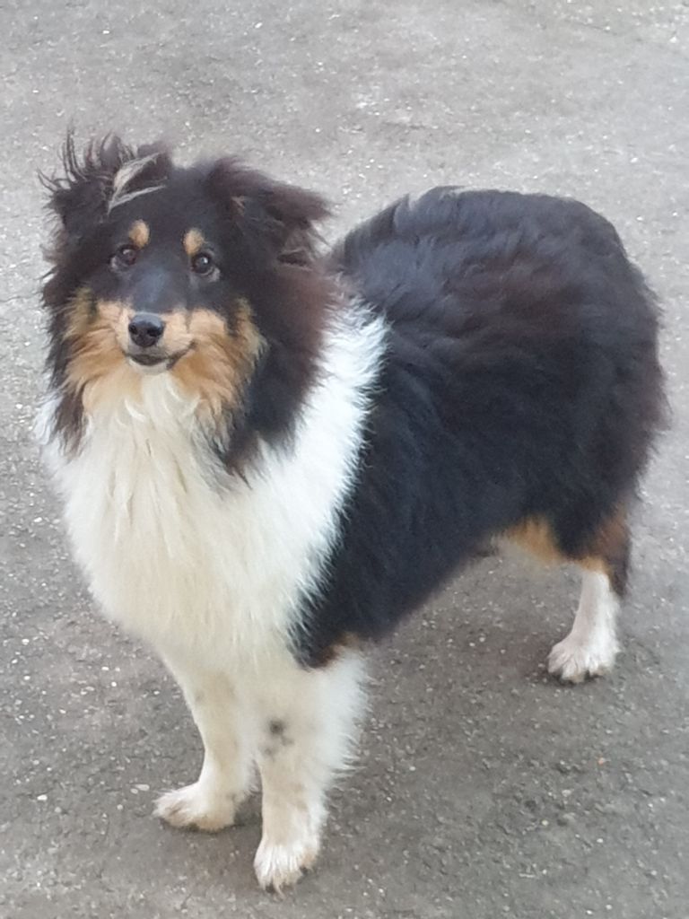 Sybelle du Domaine des Sentinelles