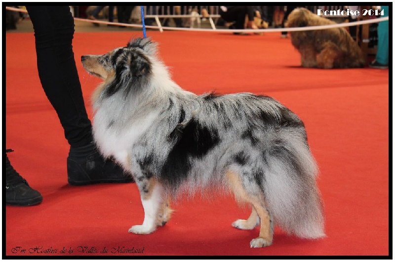 PONTOISE (95) Exposition Canine Internationale le 21 septembre 2014