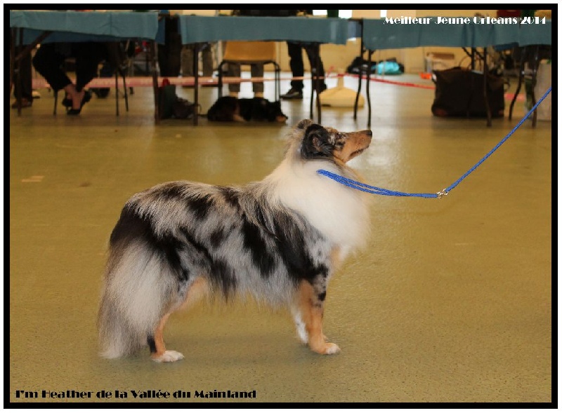ORLEANS (45) Exposition Canine Internationale le 12 Octobre 2014