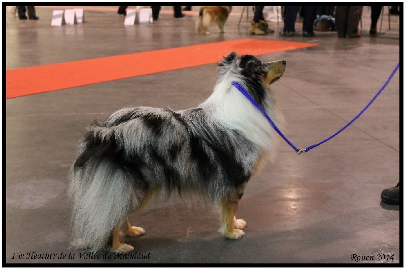 ROUEN (76) Exposition Canine Internationale le 7 Decembre 2014