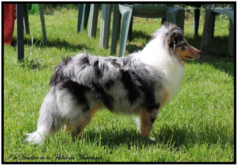 EVREUX (27) Exposition Canine Nationale le 29 mai 2014