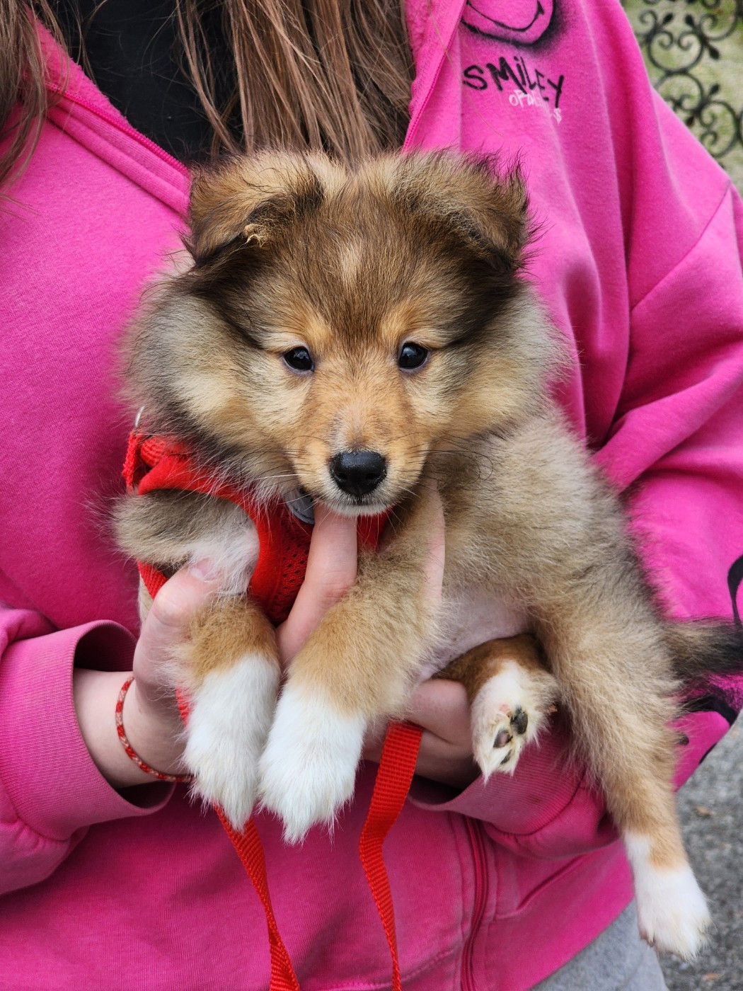 du Domaine des Sentinelles - Shetland Sheepdog - Portée née le 06/09/2025