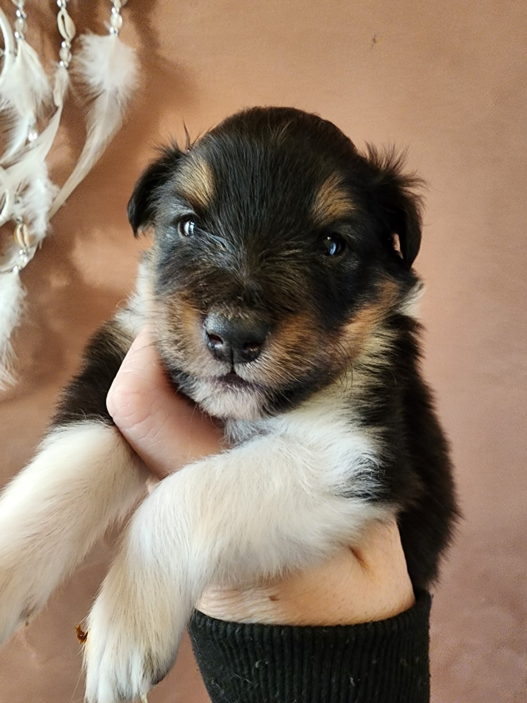 du Domaine des Sentinelles - Chiots disponibles - Shetland Sheepdog