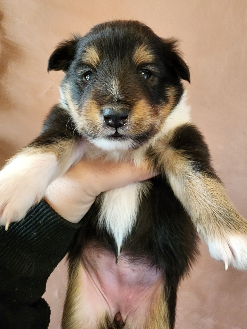 du Domaine des Sentinelles - Chiots disponibles - Shetland Sheepdog