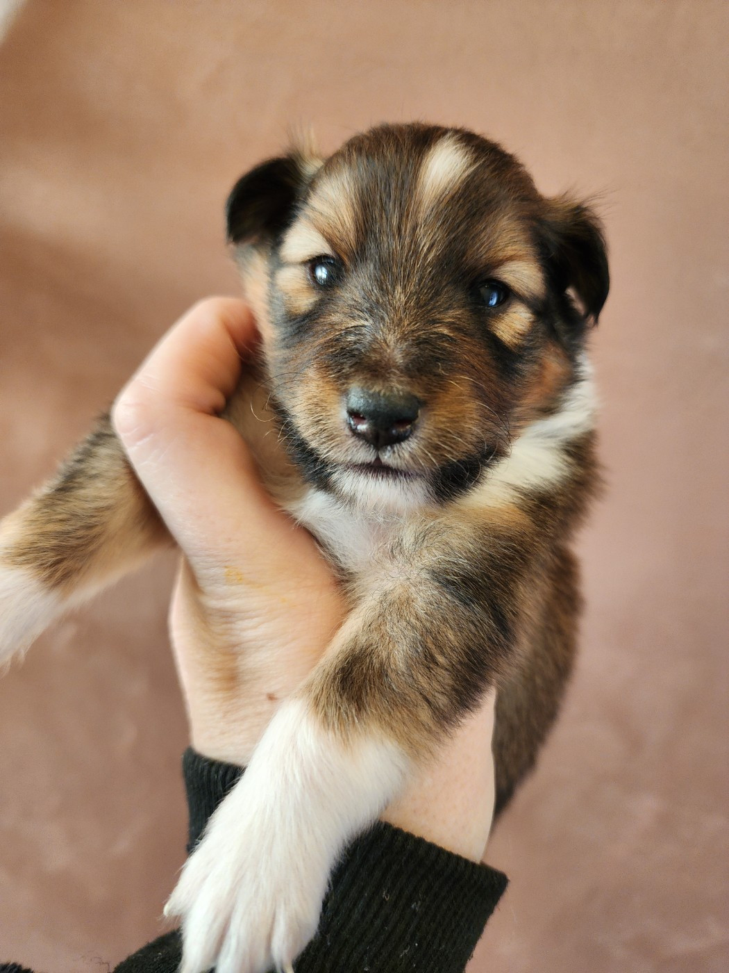 du Domaine des Sentinelles - Chiots disponibles - Shetland Sheepdog