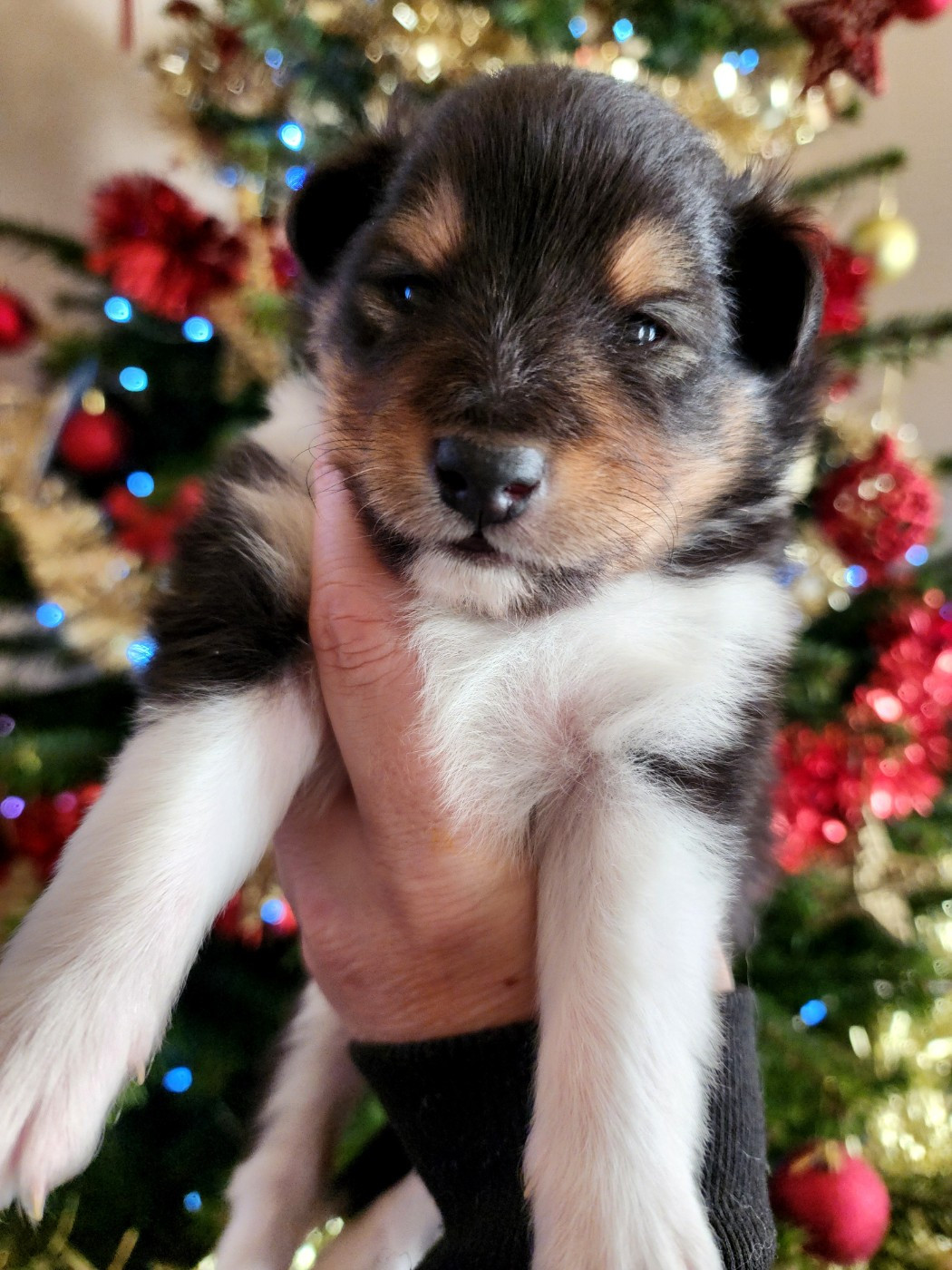 du Domaine des Sentinelles - Chiots disponibles - Shetland Sheepdog