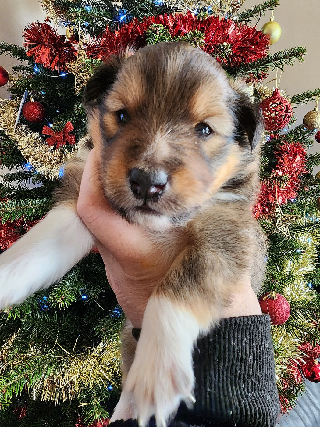 du Domaine des Sentinelles - Chiots disponibles - Shetland Sheepdog