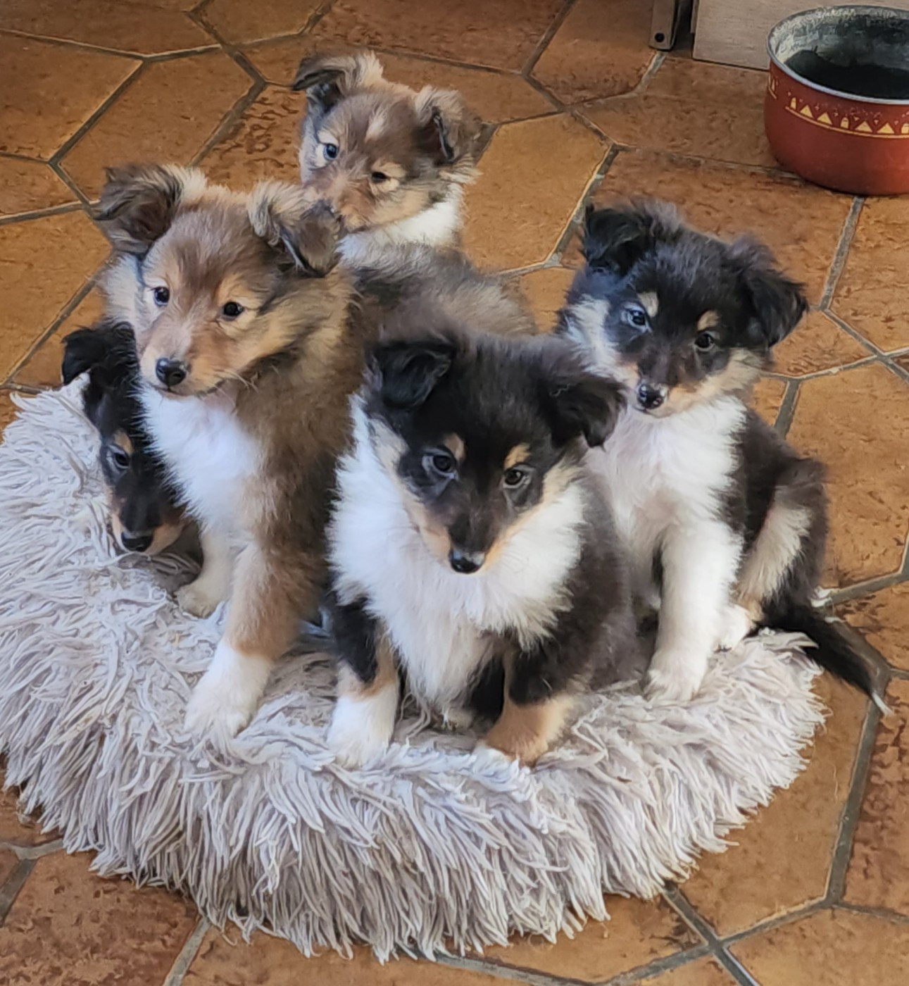 du Domaine des Sentinelles - Shetland Sheepdog - Portée née le 14/11/2025