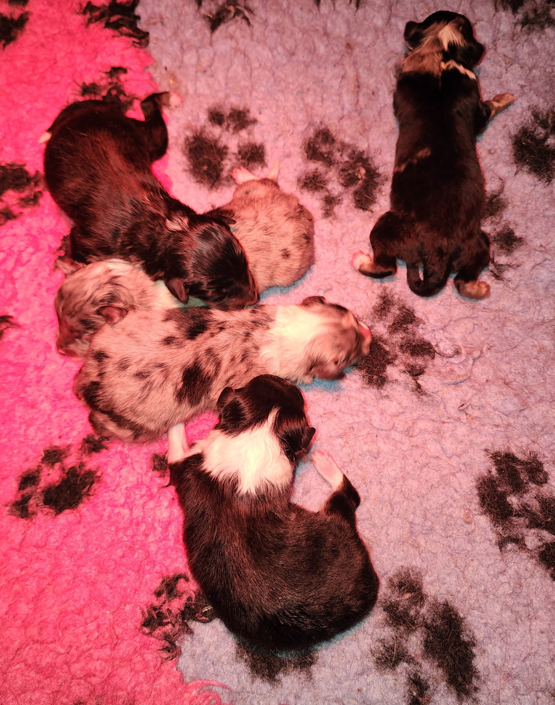 du Domaine des Sentinelles - Shetland Sheepdog - Portée née le 01/03/2026