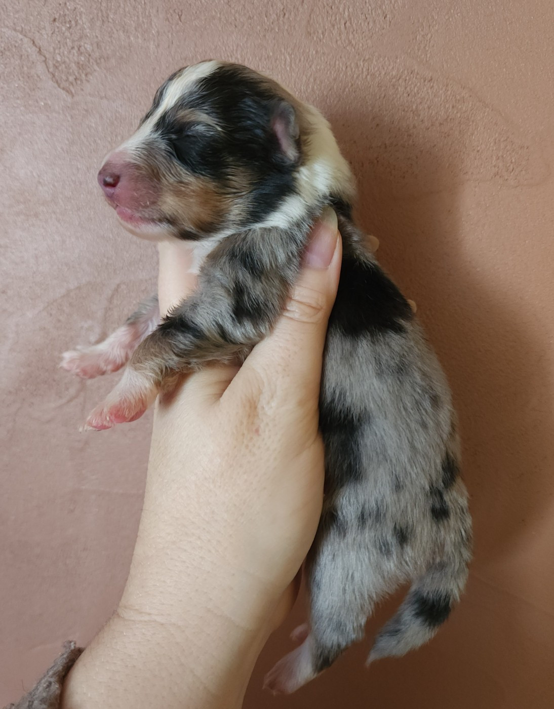 du Domaine des Sentinelles - Chiots disponibles - Shetland Sheepdog