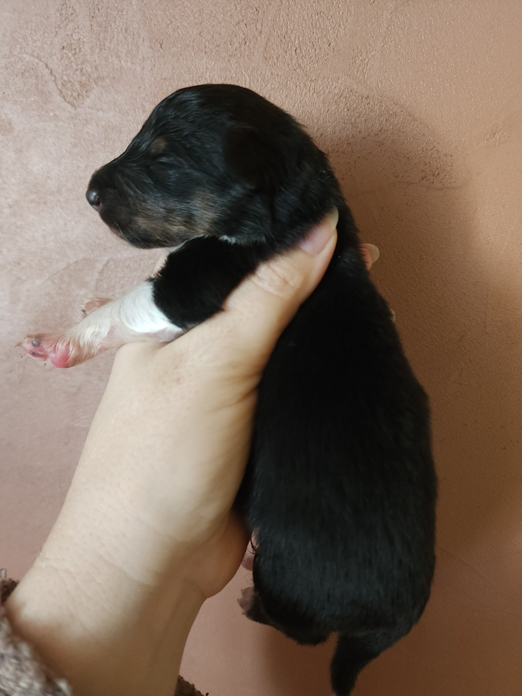 du Domaine des Sentinelles - Chiots disponibles - Shetland Sheepdog