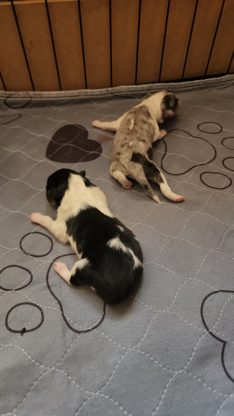 du Domaine des Sentinelles - Shetland Sheepdog - Portée née le 19/03/2026