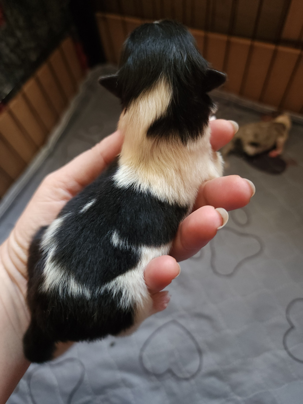 du Domaine des Sentinelles - Chiots disponibles - Shetland Sheepdog