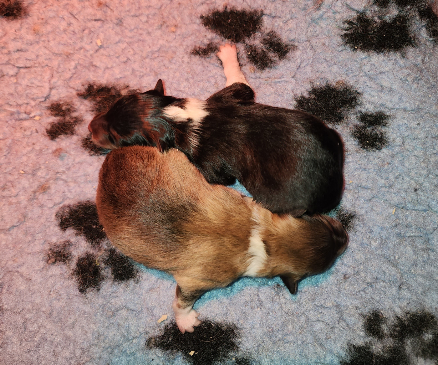 du Domaine des Sentinelles - Chiots disponibles - Shetland Sheepdog