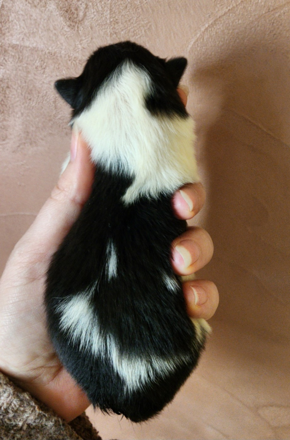 du Domaine des Sentinelles - Chiots disponibles - Shetland Sheepdog