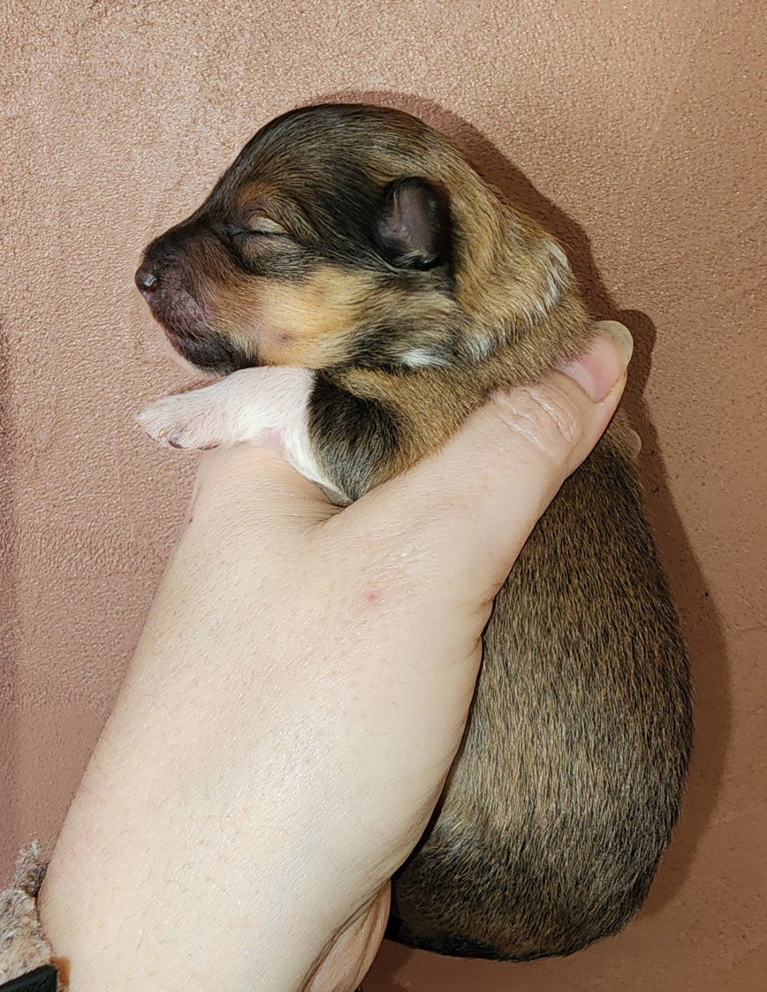 du Domaine des Sentinelles - Chiots disponibles - Shetland Sheepdog