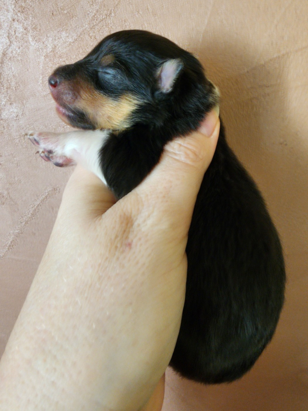 du Domaine des Sentinelles - Chiots disponibles - Shetland Sheepdog