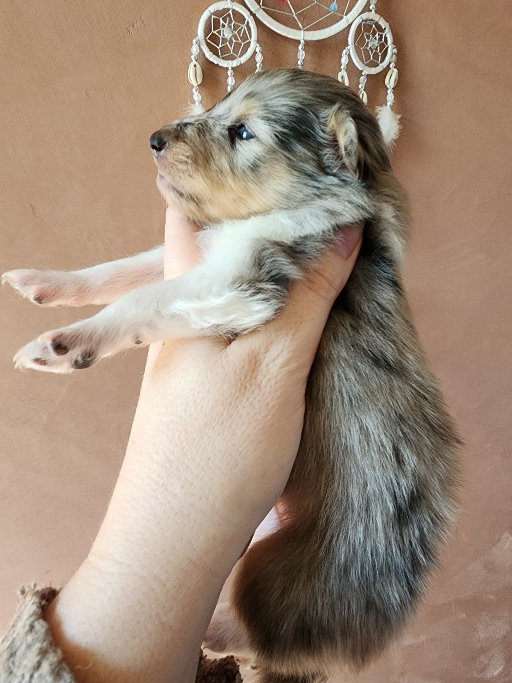 du Domaine des Sentinelles - Chiots disponibles - Shetland Sheepdog