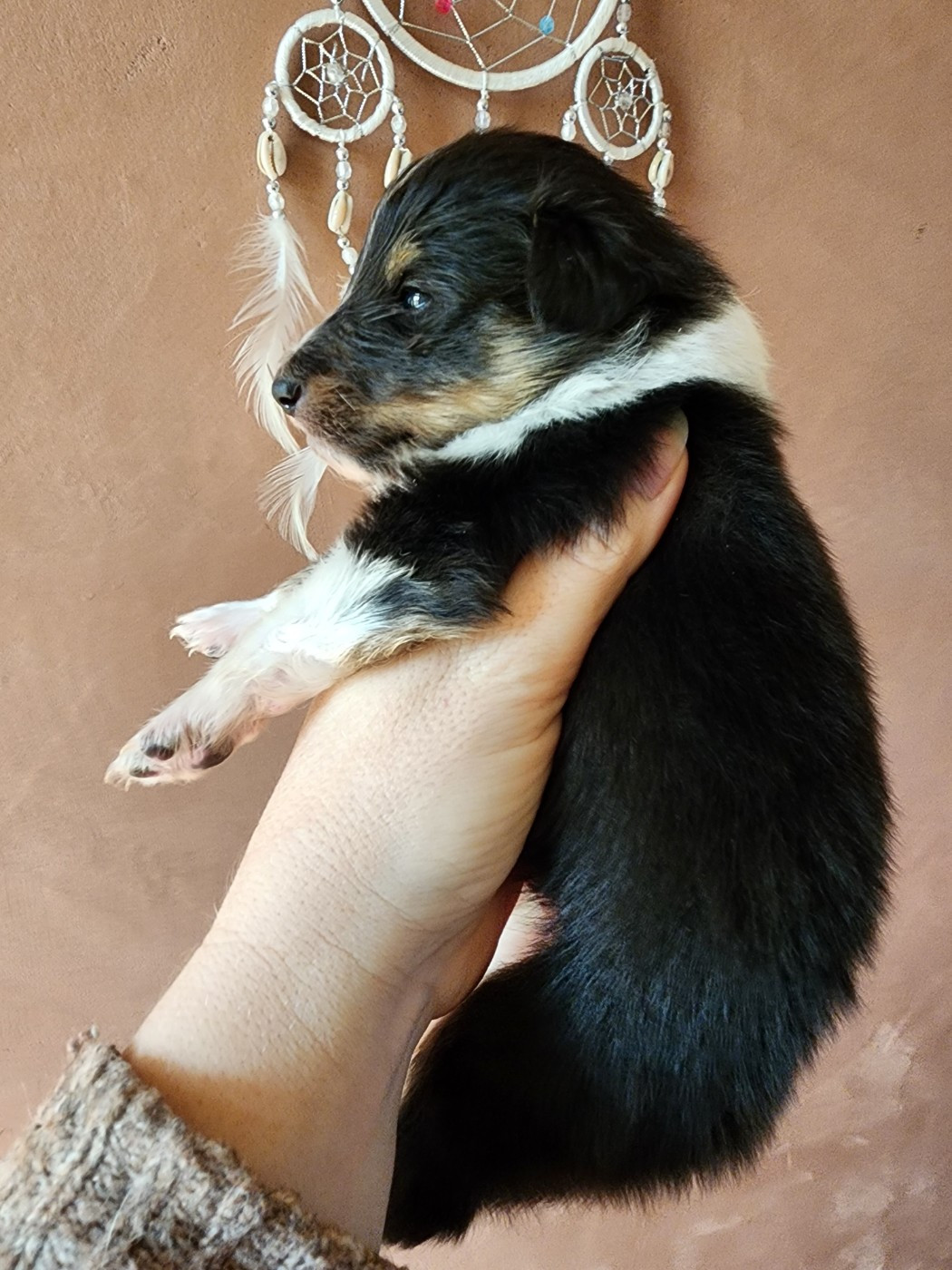 du Domaine des Sentinelles - Chiots disponibles - Shetland Sheepdog