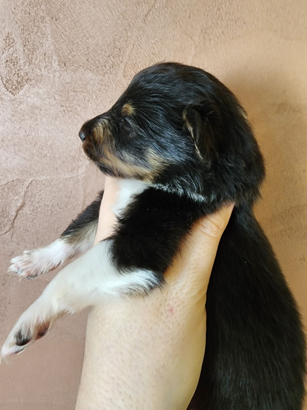 du Domaine des Sentinelles - Chiots disponibles - Shetland Sheepdog