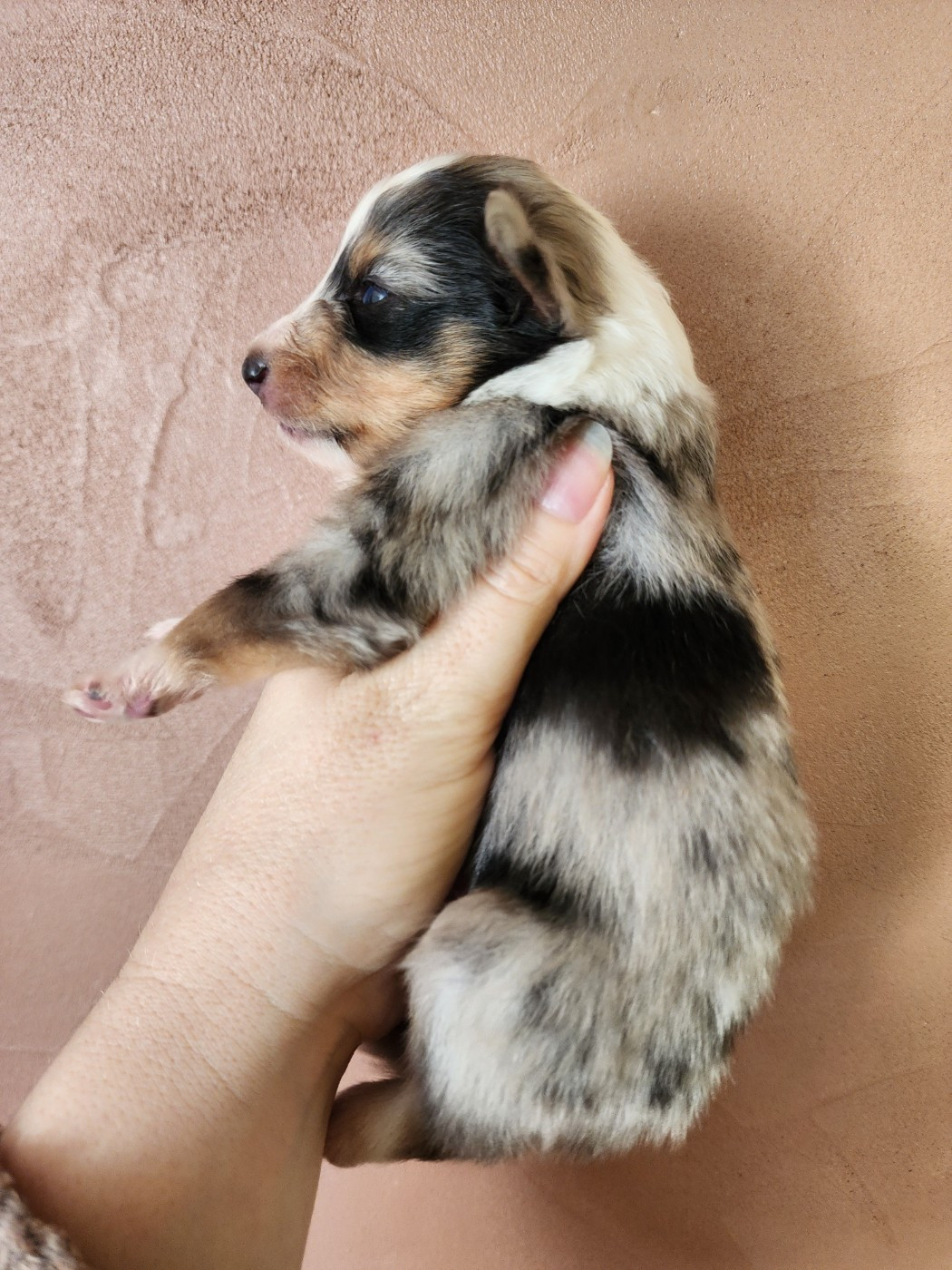 du Domaine des Sentinelles - Chiots disponibles - Shetland Sheepdog