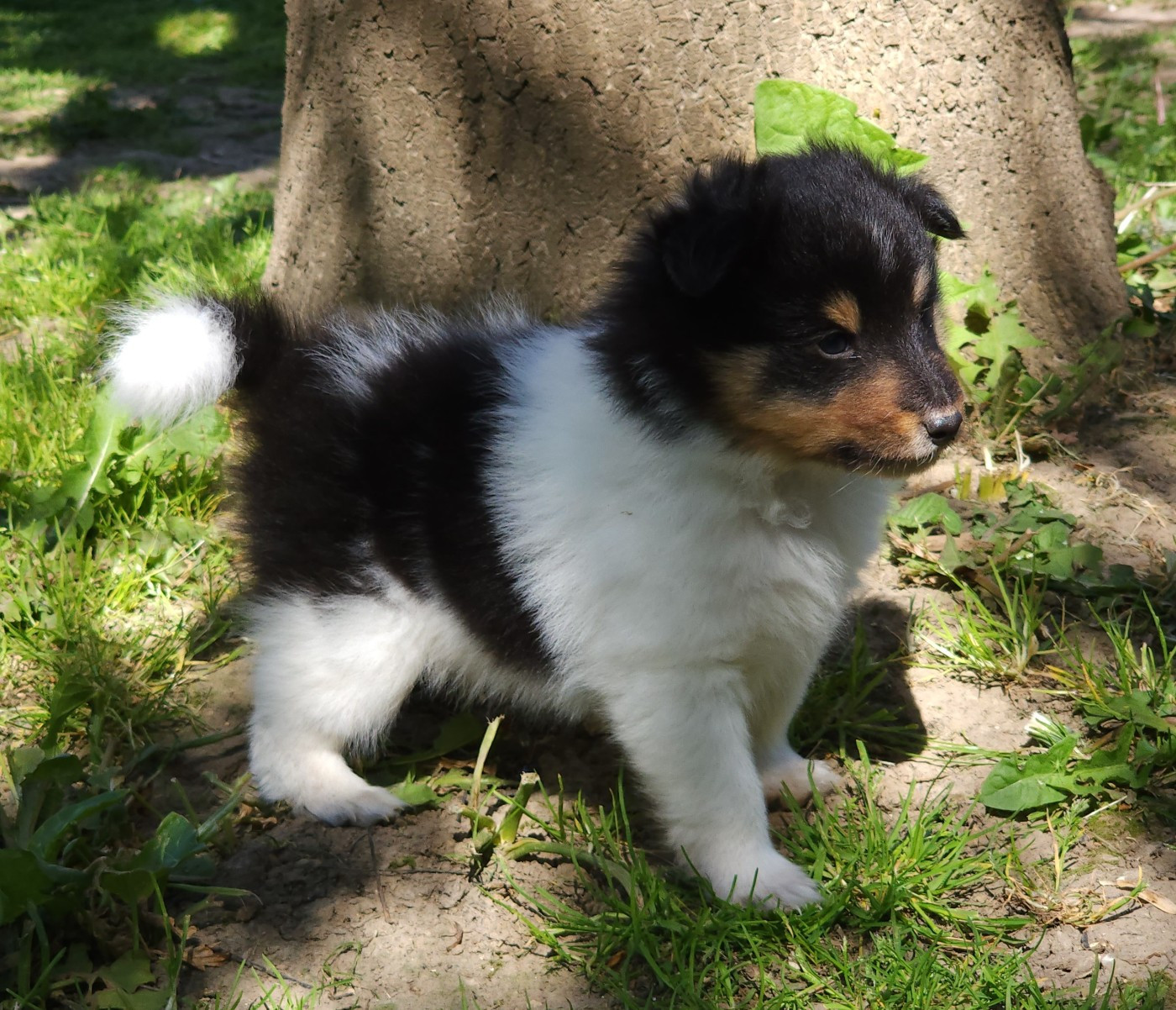 du Domaine des Sentinelles - Chiots disponibles - Shetland Sheepdog