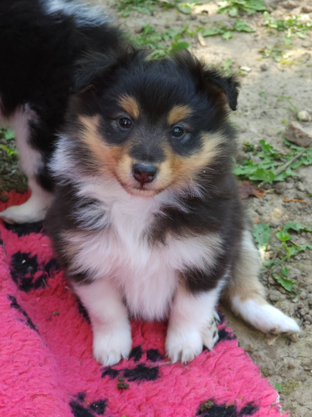 du Domaine des Sentinelles - Chiots disponibles - Shetland Sheepdog