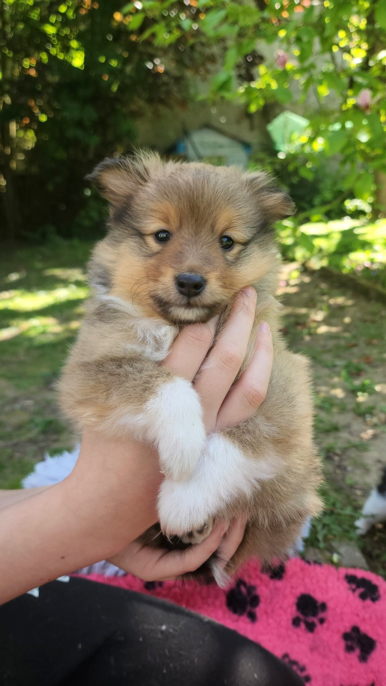 du Domaine des Sentinelles - Chiots disponibles - Shetland Sheepdog