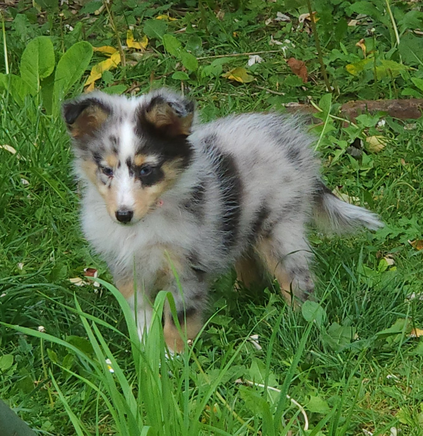 du Domaine des Sentinelles - Chiots disponibles - Shetland Sheepdog