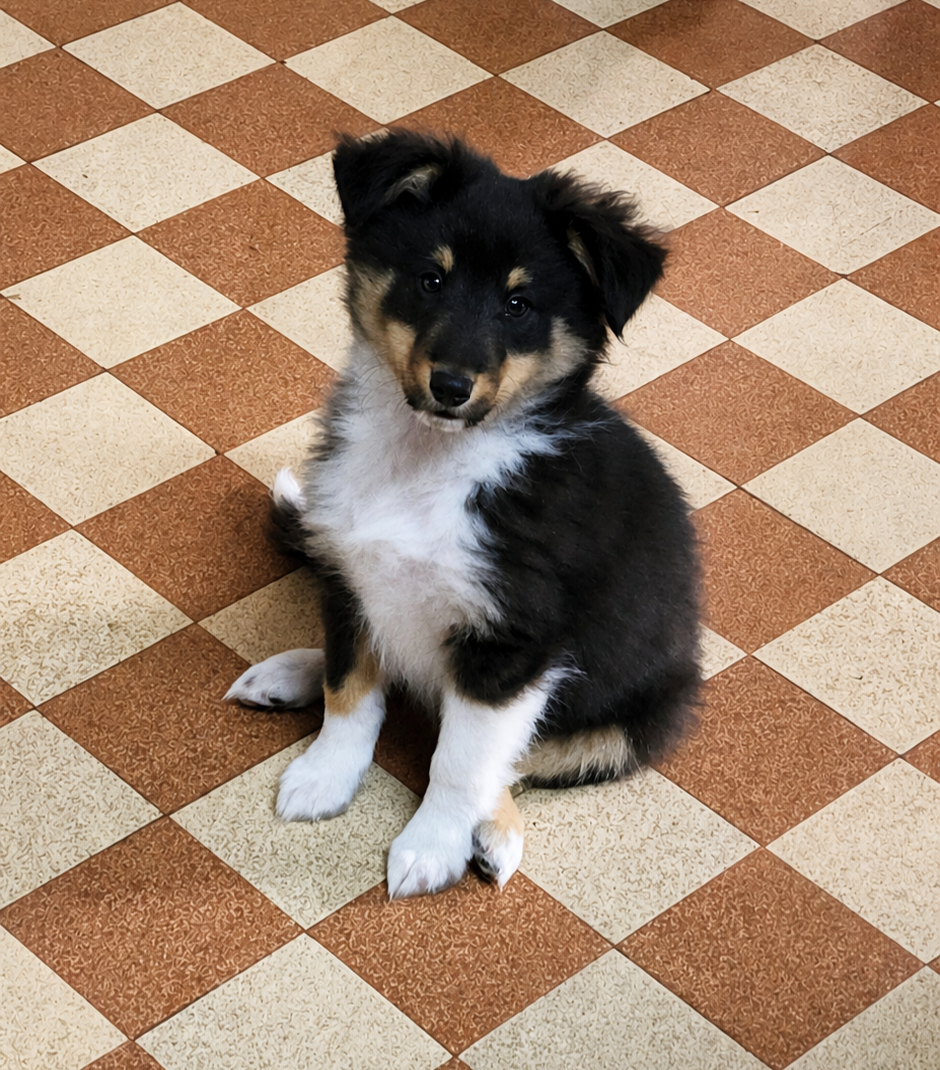du Domaine des Sentinelles - Chiots disponibles - Shetland Sheepdog