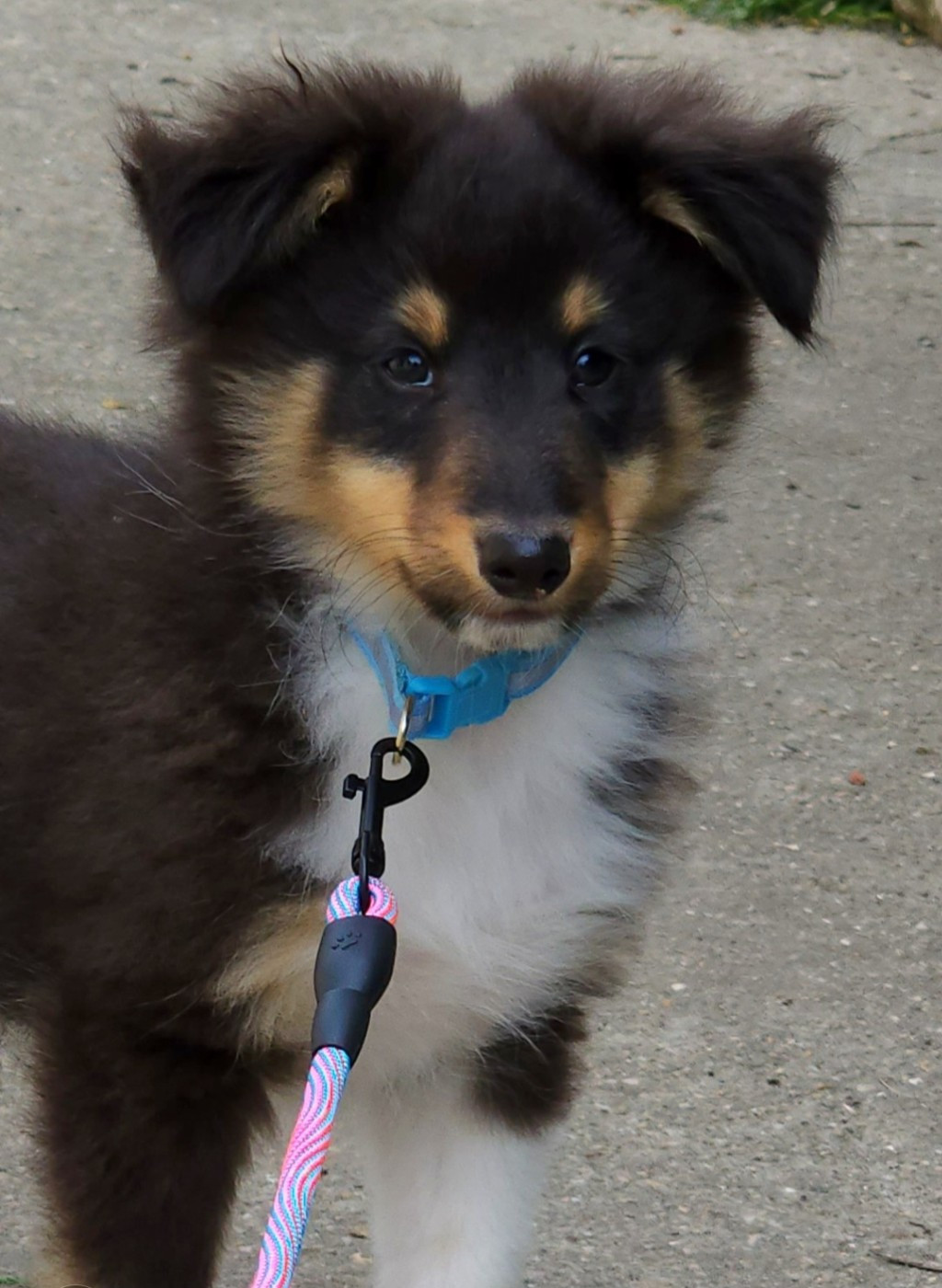 du Domaine des Sentinelles - Chiots disponibles - Shetland Sheepdog