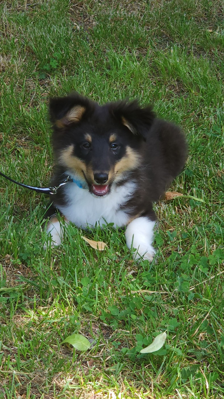 du Domaine des Sentinelles - Chiots disponibles - Shetland Sheepdog