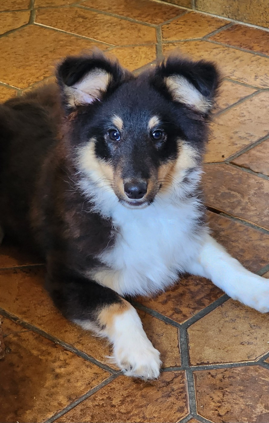 du Domaine des Sentinelles - Chiots disponibles - Shetland Sheepdog