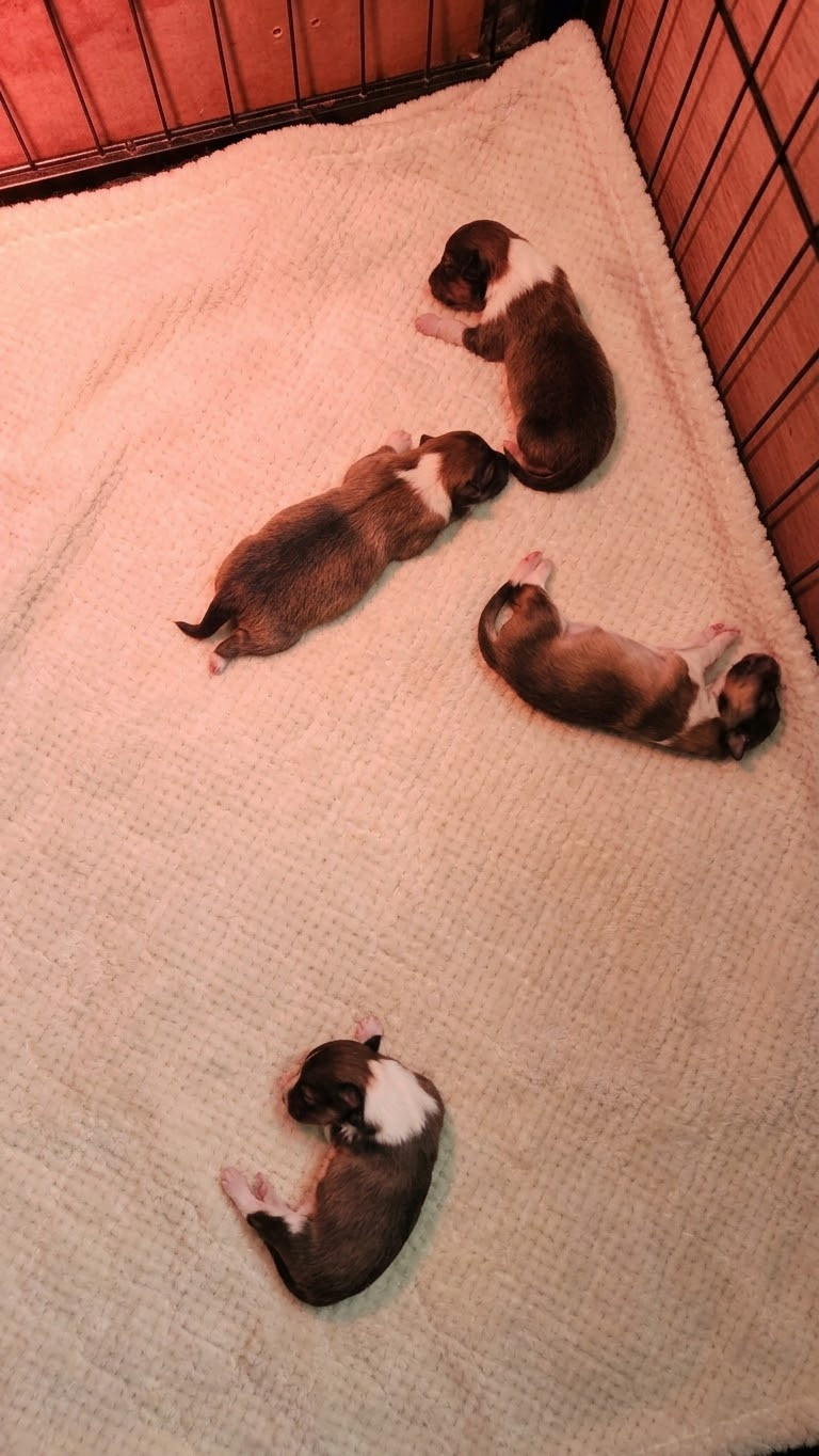 du Domaine des Sentinelles - Chiots disponibles - Shetland Sheepdog