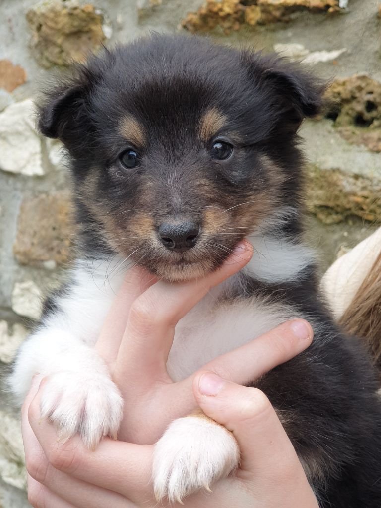 du Domaine des Sentinelles - Shetland Sheepdog - Portée née le 18/02/2025