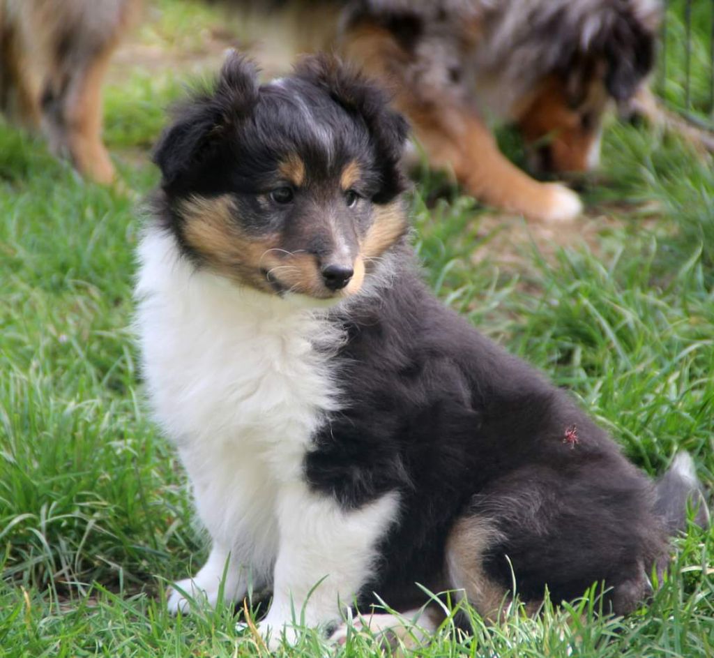 du Domaine des Sentinelles - Shetland Sheepdog - Portée née le 13/02/2021