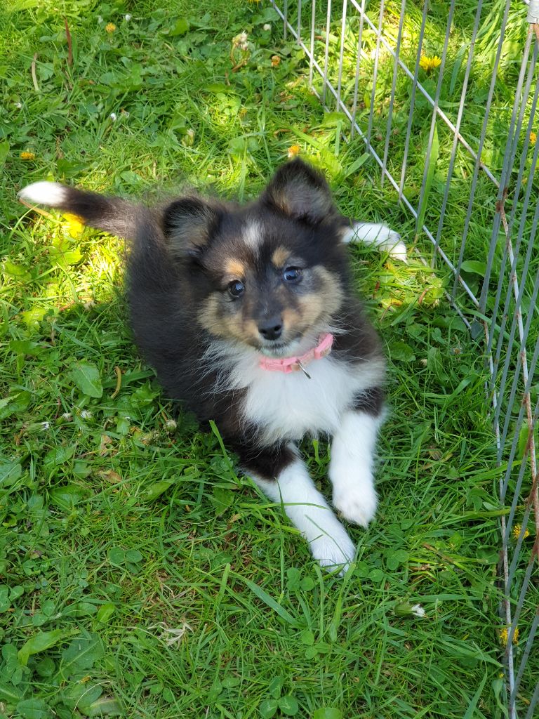 du Domaine des Sentinelles - Chiots disponibles - Shetland Sheepdog
