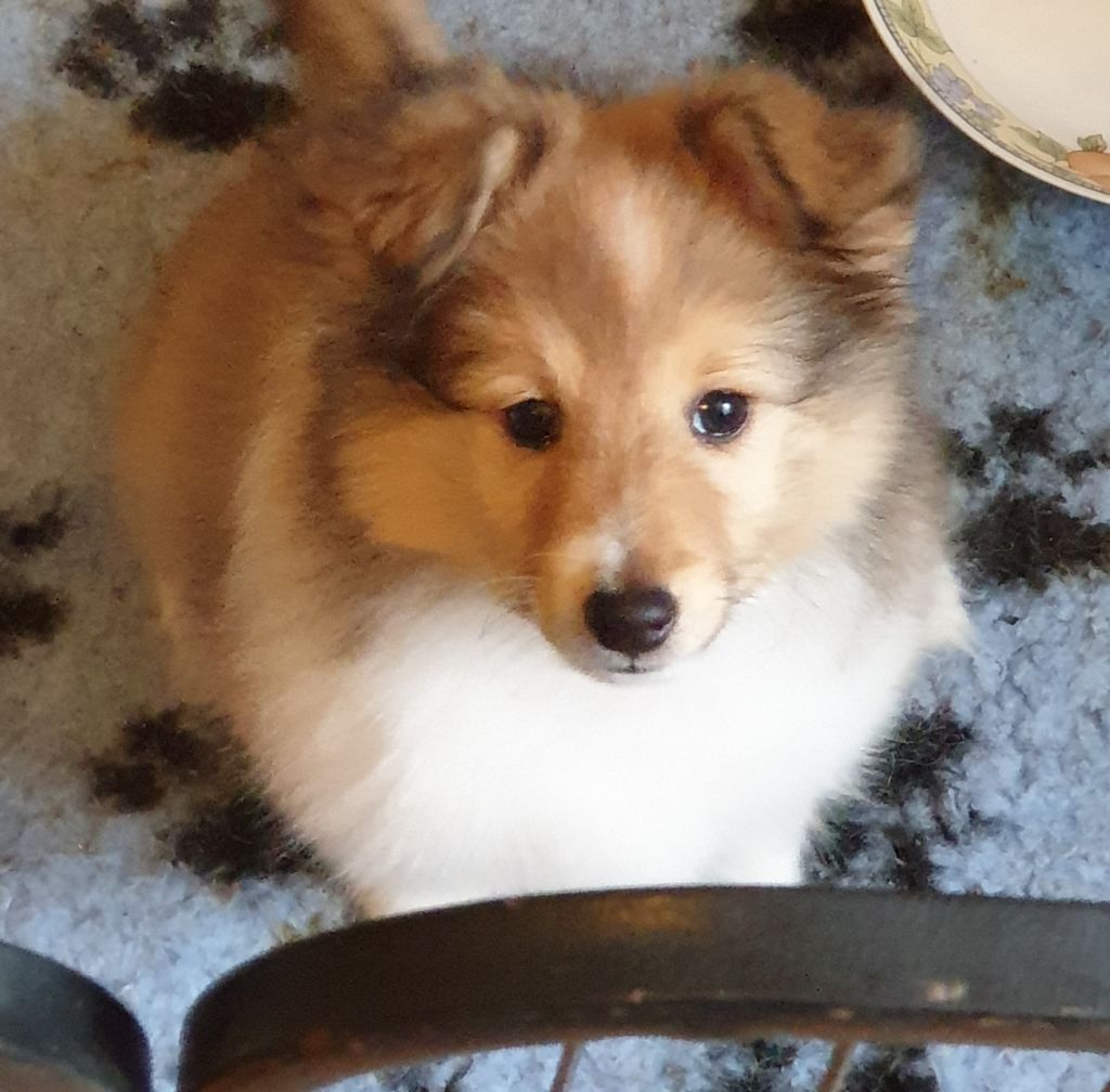 du Domaine des Sentinelles - Shetland Sheepdog - Portée née le 13/03/2022