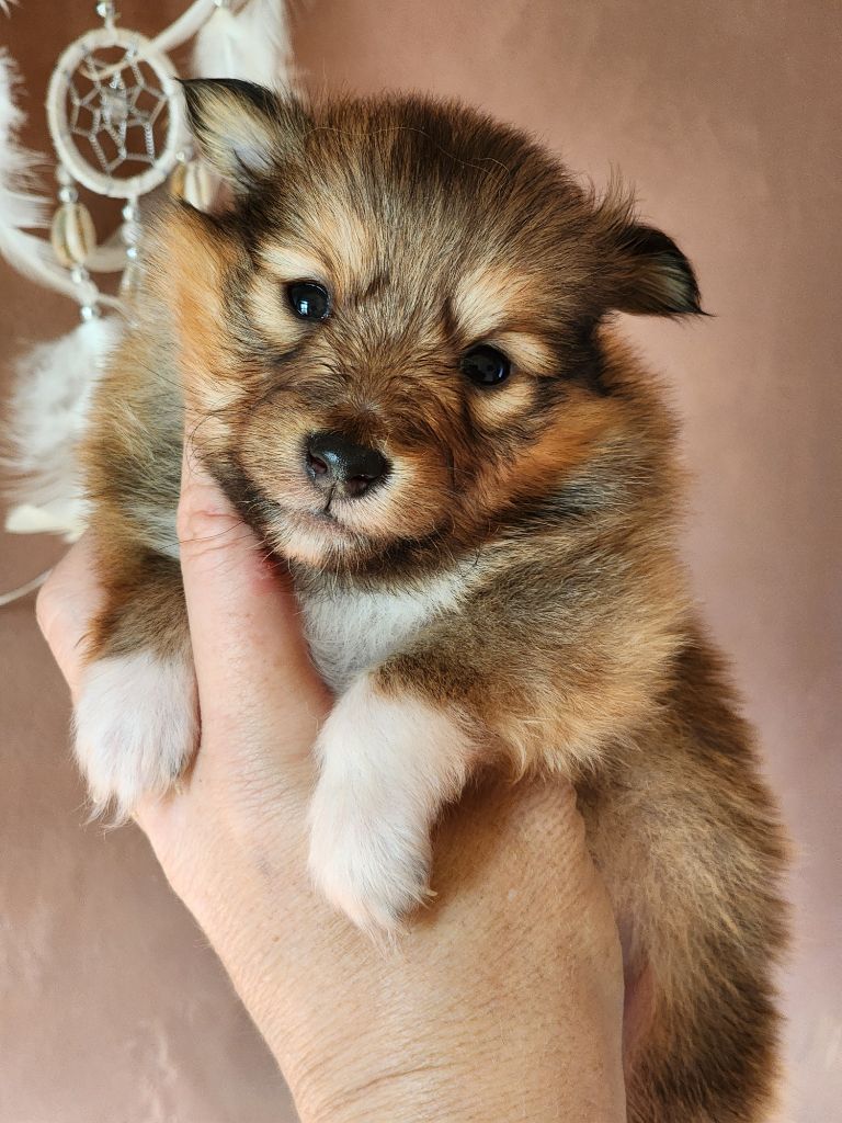 du Domaine des Sentinelles - Chiots disponibles - Shetland Sheepdog