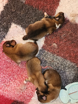 CHIOT 2