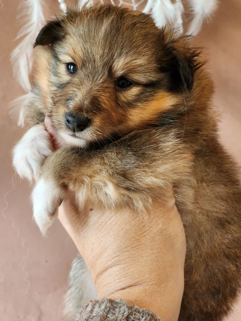 du Domaine des Sentinelles - Chiots disponibles - Shetland Sheepdog