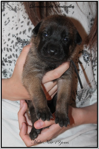 du Domaine des Sentinelles - Berger Belge - Portée née le 09/05/2013