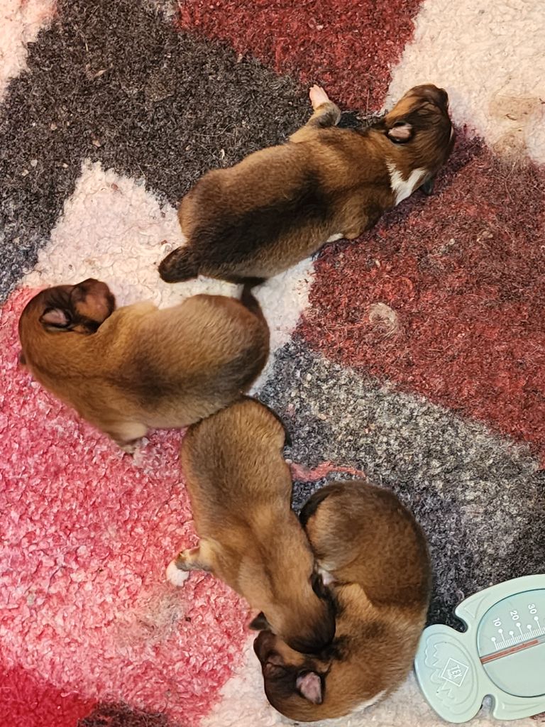 du Domaine des Sentinelles - Chiots disponibles - Shetland Sheepdog